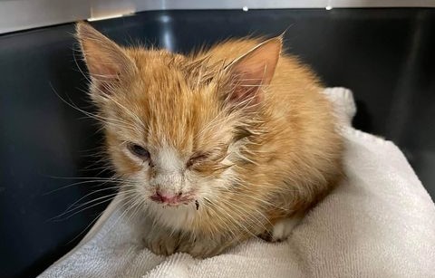 Alene og skadet: Blødende killing efterladt