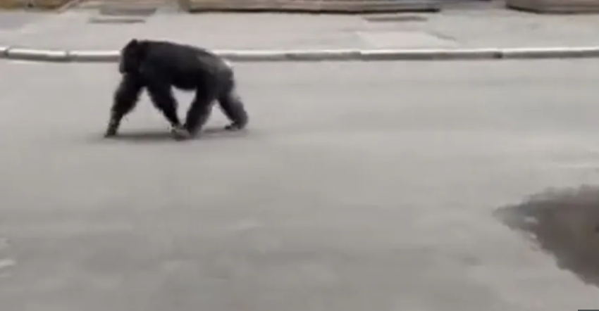 Chimpanse undsluppet fra zoo: Se de søde billeder her