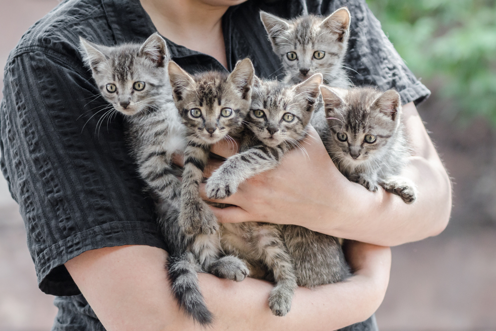 Overvej at adoptere en kat: 11 fordele ved en voksen kat frem for en killing