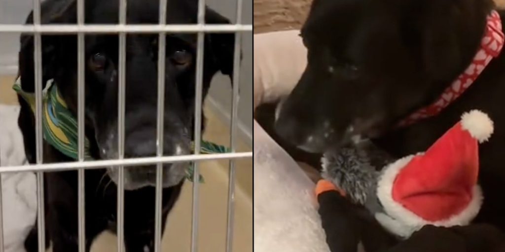 Kvinde beder om den ‘ældste hund på internatet’: Så ender hun med den sødeste overraskelse