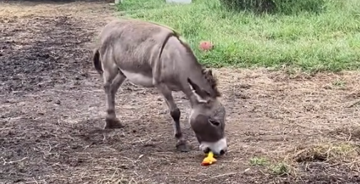 Videoen du ikke må gå glip af: Se her hvad der sker, da æslet får fat i et pivedyr