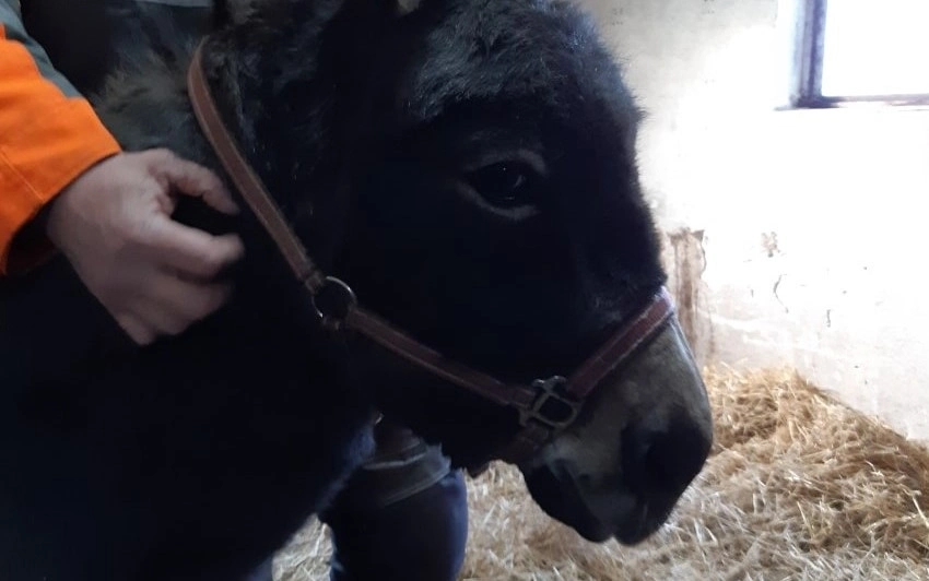 Æslet Alex tog Danmark med storm: Nu har han fået nyt hjem