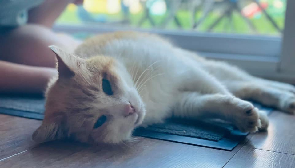 Alfie forsvandt: Efter 12 år får hans tidligere ejer et kæmpe chok