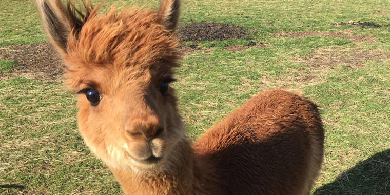 Mødt af rystende syn: Alpaca-unge dræbt i sin indhegning