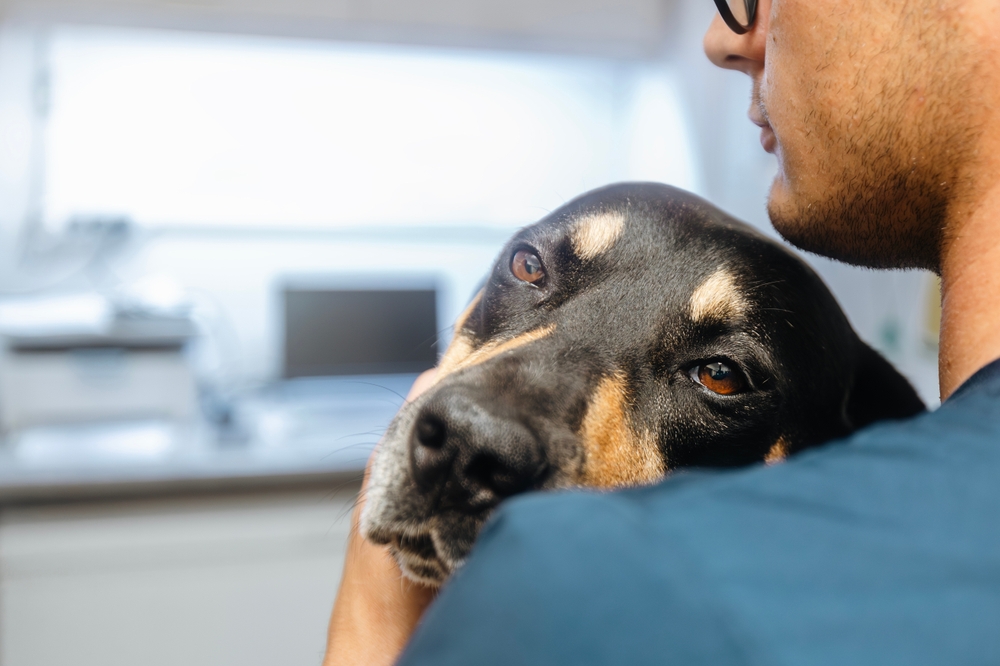 Har din hund begyndende alzheimers? Her er symptomerne – og nogle råd til behandlingen