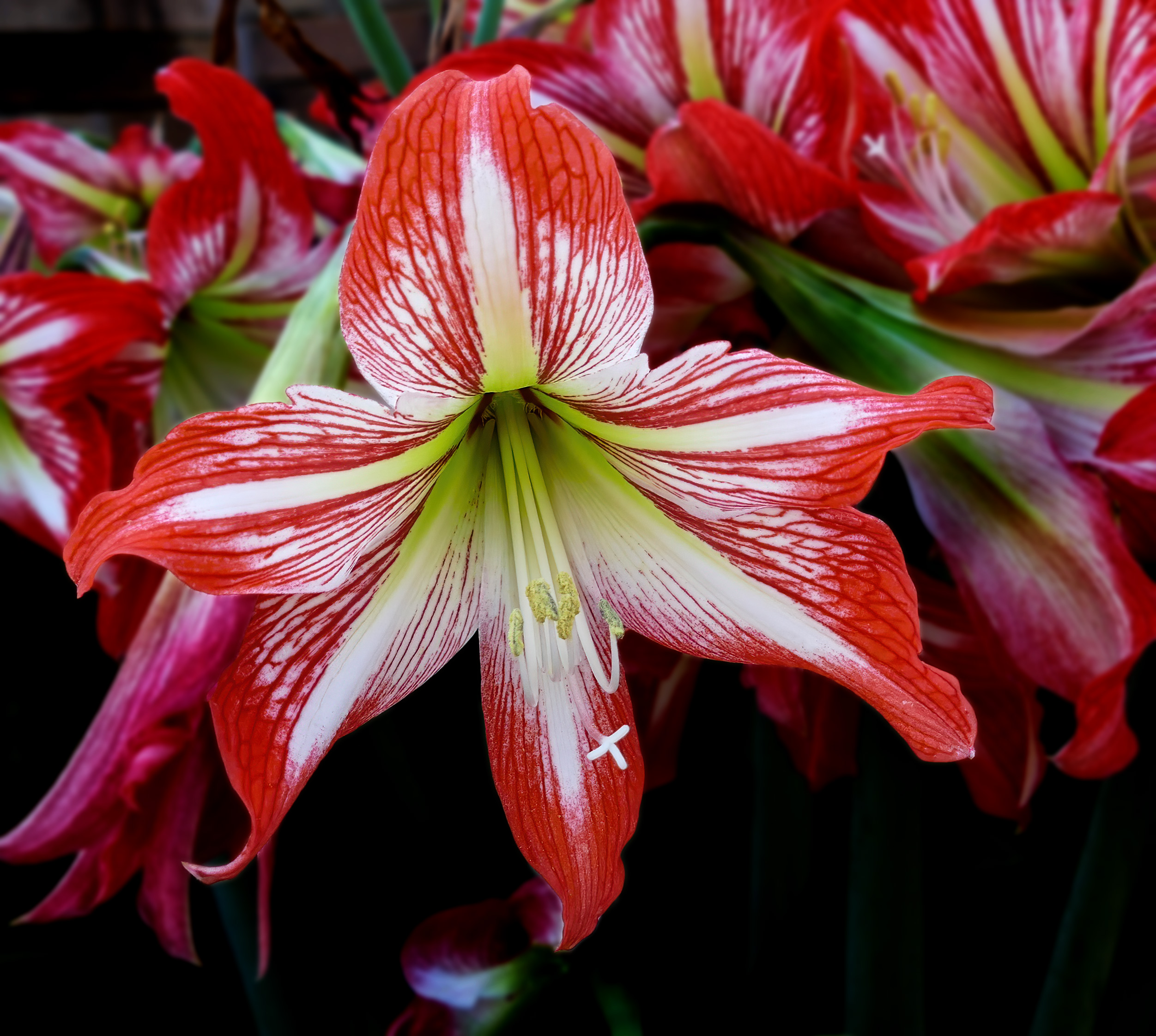 Smid ikke denne juleblomst ud: Sådan får du din amaryllis til at blomstre år efter år