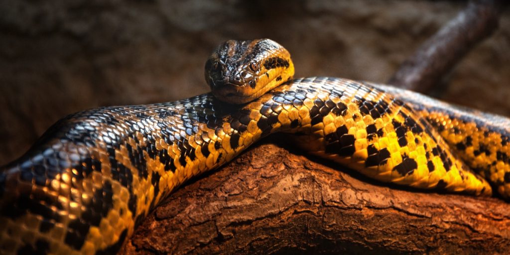 Ny slange undsluppet i Danmark: 2 meter anaconda på fri ‘fod’
