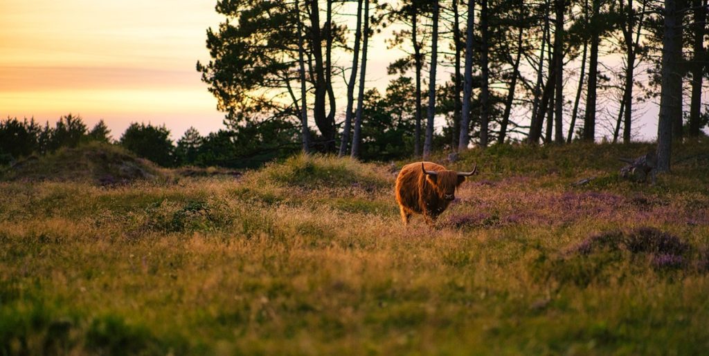 Anklagemyndigheden kræver to ansatte i Naturstyrelsen straffet med fængsel i sag om dyremishandling