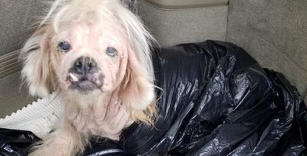 Hund efterladt i skraldepose ved kirke: Her er Annabelle i dag