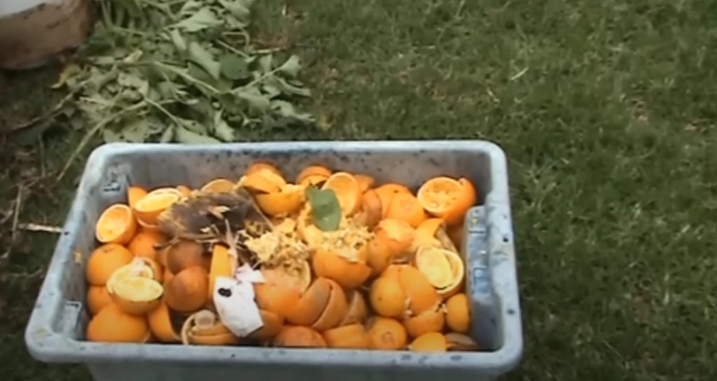 Derfor skal du sprede appelsinskaller omkring din terrasse