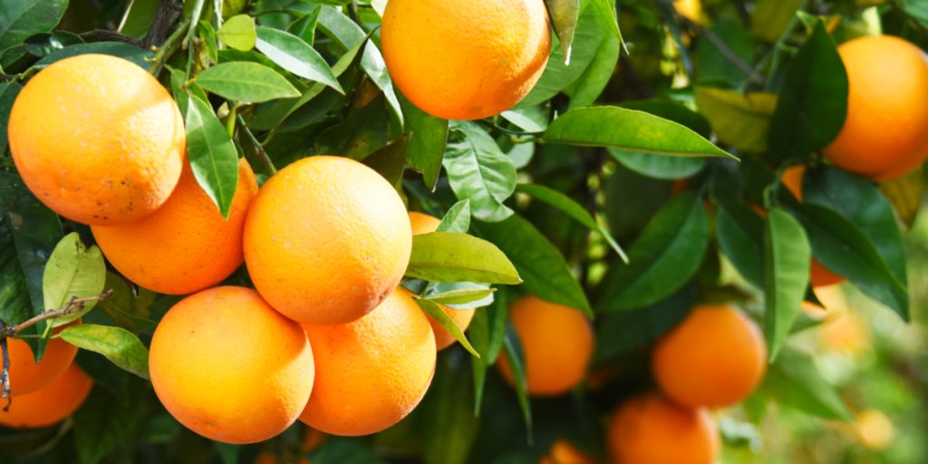 Appelsinjuicen kan få endnu større prisstigninger: Kan ikke levere de ønskede mængder