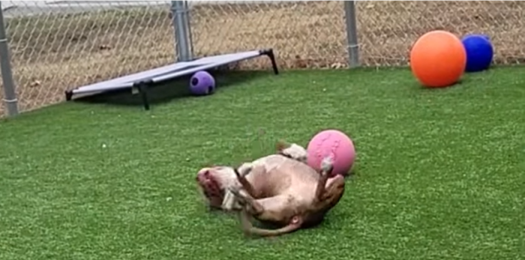 Hund har været hos dyreinternat i 1.000 dage: Se den rørende fejring fra de ansatte