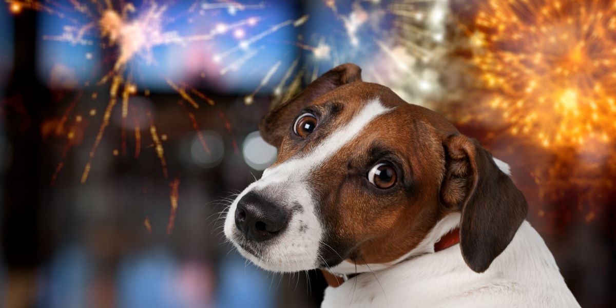 Hjælp din hund gennem nytårsaften: De bedste tips mod fyrværkeriangst