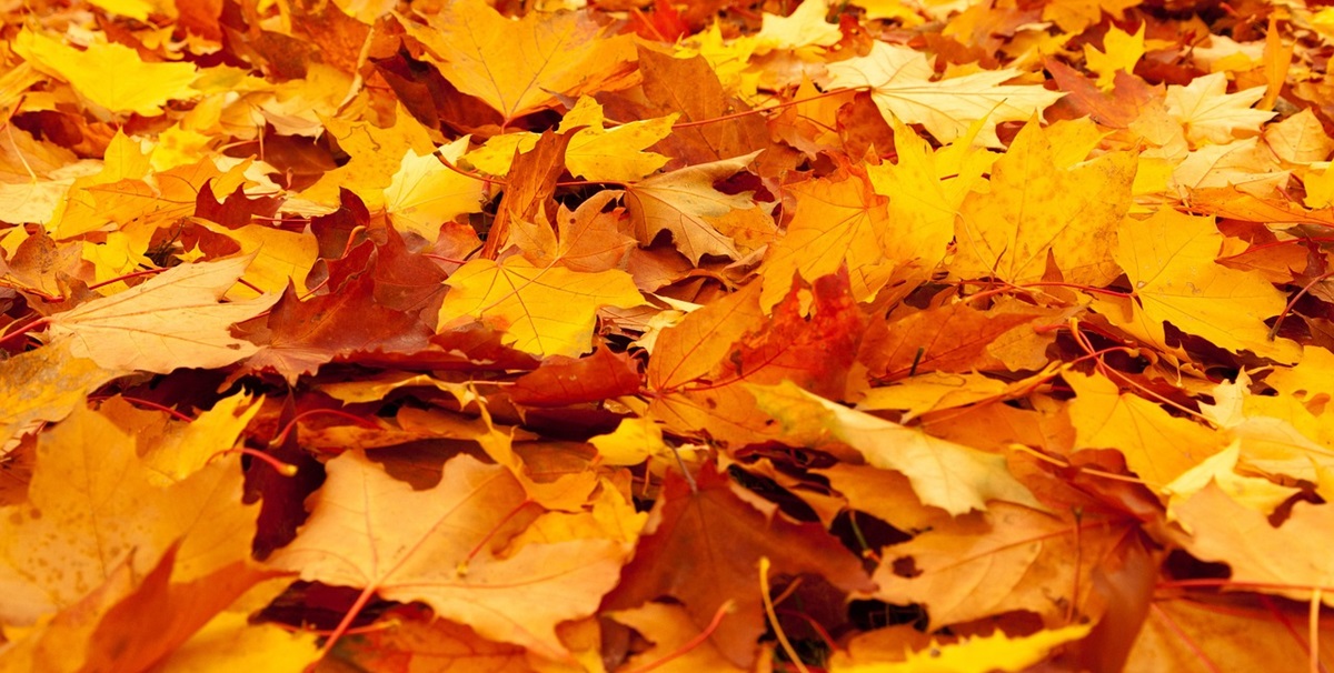 Alle haveejere bør gøre helt særlig ting i november