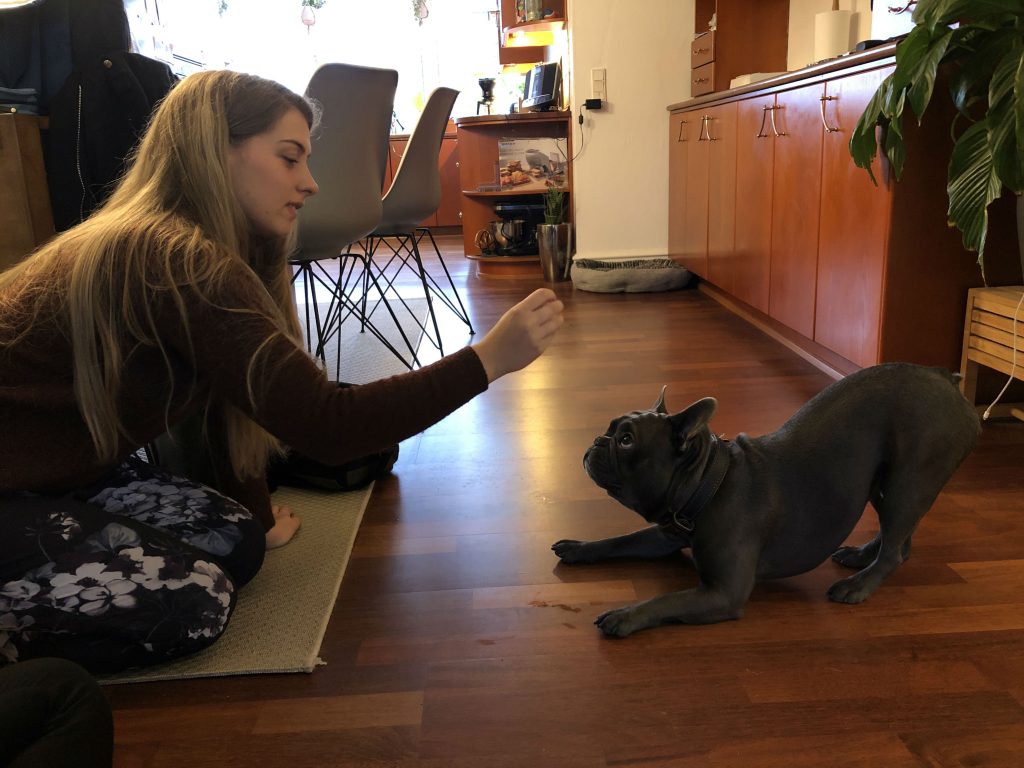 Ulykkelig kvinde slugte et glas piller: Selvmord forhindret af fransk bulldog