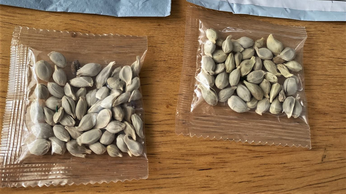 Mystiske frø dumper ind ad brevsprækken: Nu er de blevet undersøgt