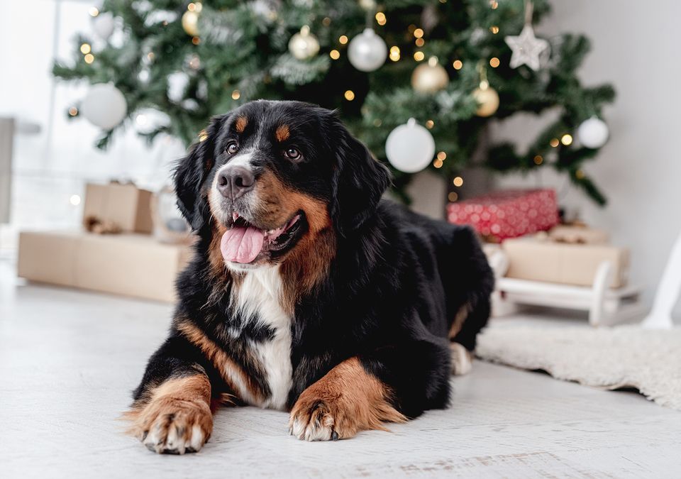 Pas på i den søde juletid: Sådan går du en ‘hundesikker’ jul i møde