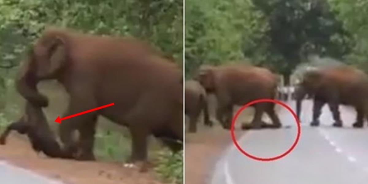 De spærrede vejen, da det gik op for dem, hvad denne elefant bar i sin snabel