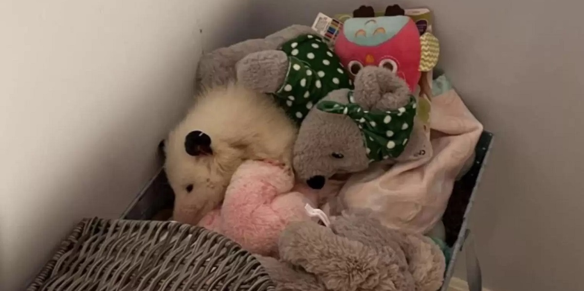 Kvinde kigger i kasse med bamser: Hun får et kæmpe chok, da hun ser nøje efter