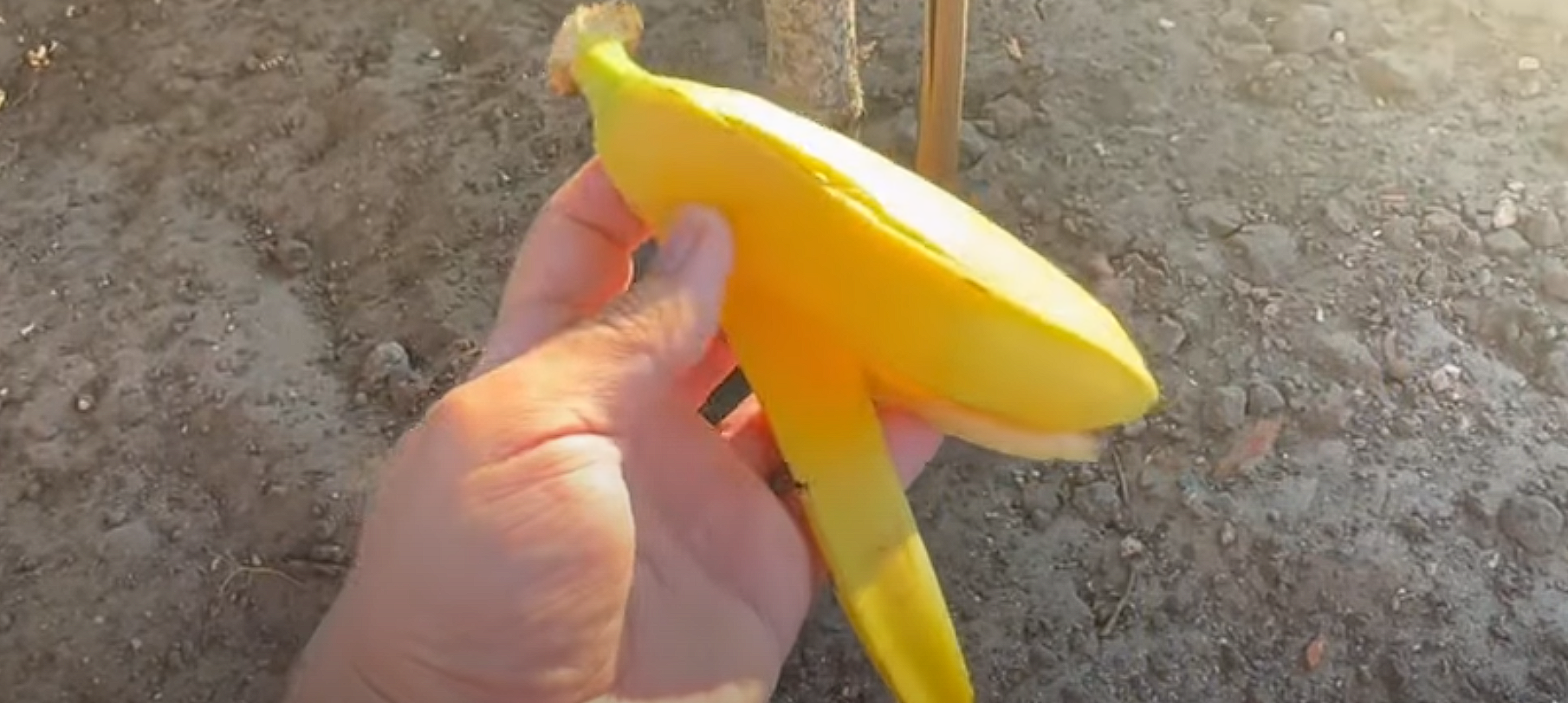 Han begraver en bananskræl i sin have: Når du ser hvad der sker, vil du gøre det samme