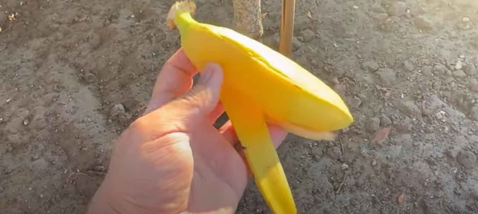 Han begraver en bananskræl i sin have: Når du ser hvad der sker, vil du gøre det samme