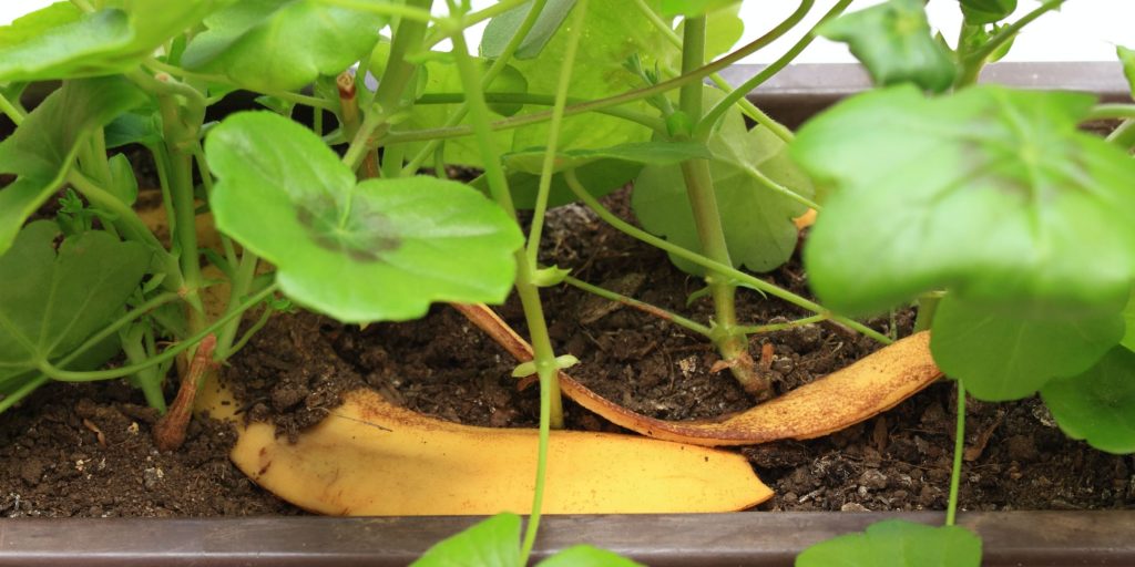 Alle bør begrave bananer i haven: Særligt her er resultatet helt vildt