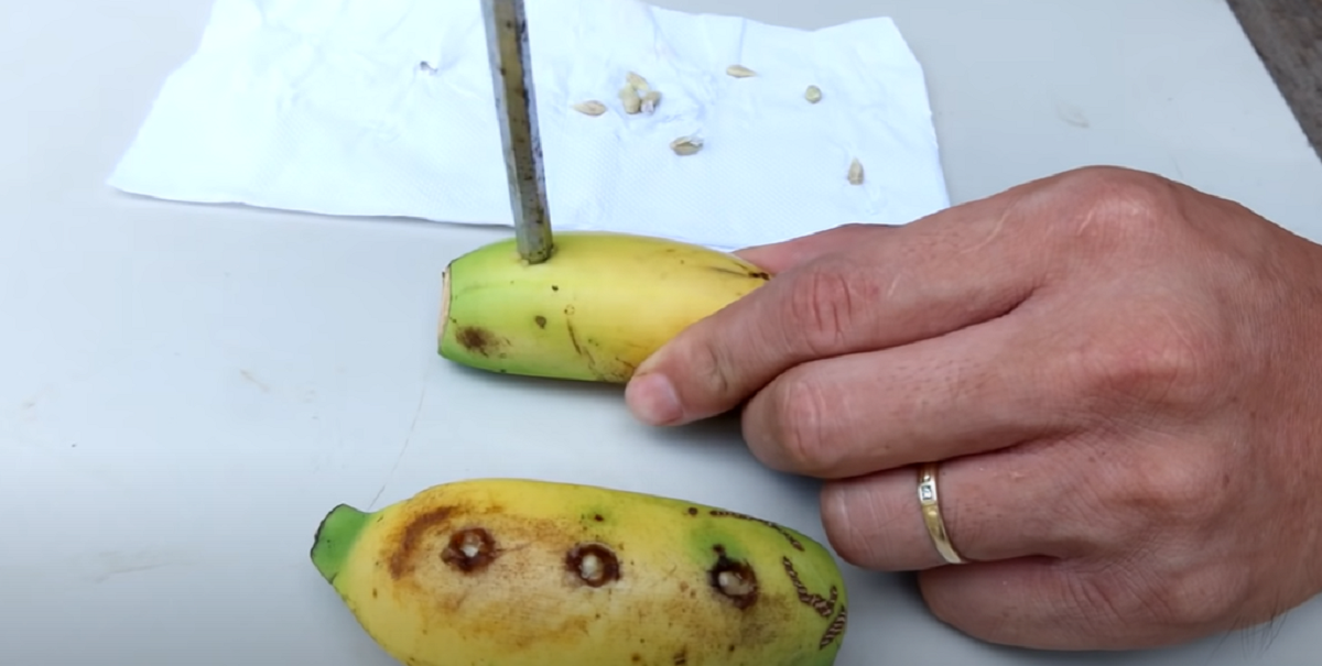 Han putter citronfrø i sin banan: Når du ser, hvad der sker, vil du gøre det samme
