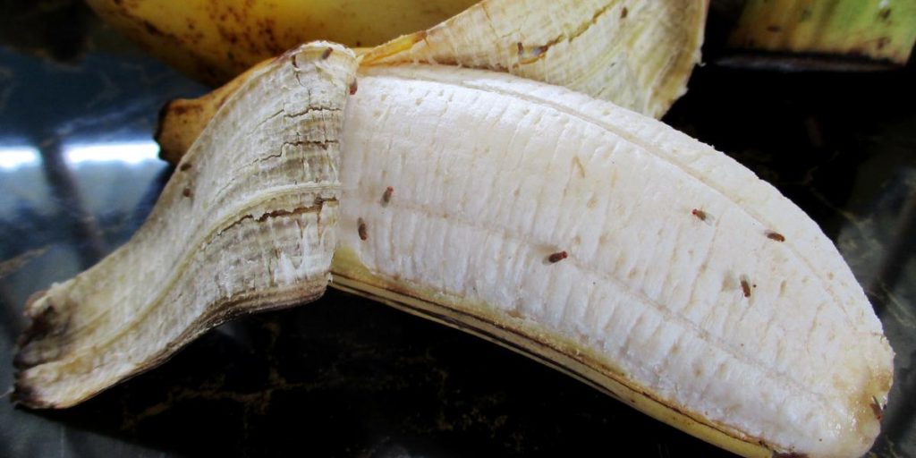 Rengøringsekspert slår fast: Sådan slipper du af med bananfluer
