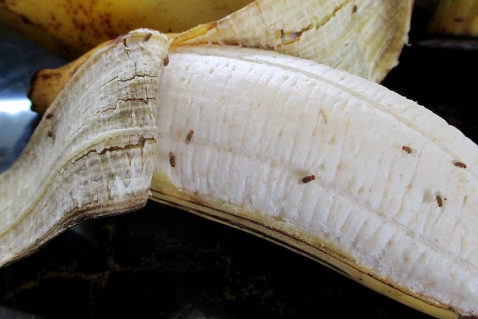 Bananfluer i køkkenet? Med dette naturlige middel bliver du fri for dem på én dag
