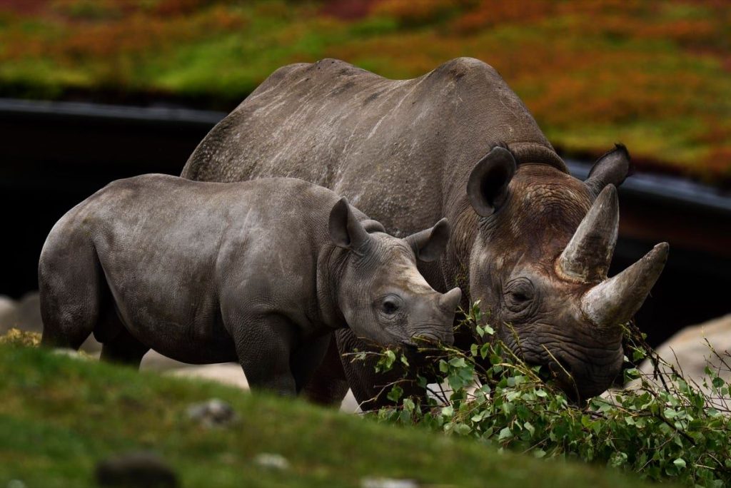 Dansk dyrepark i sorg: “Der er en trist stemning”