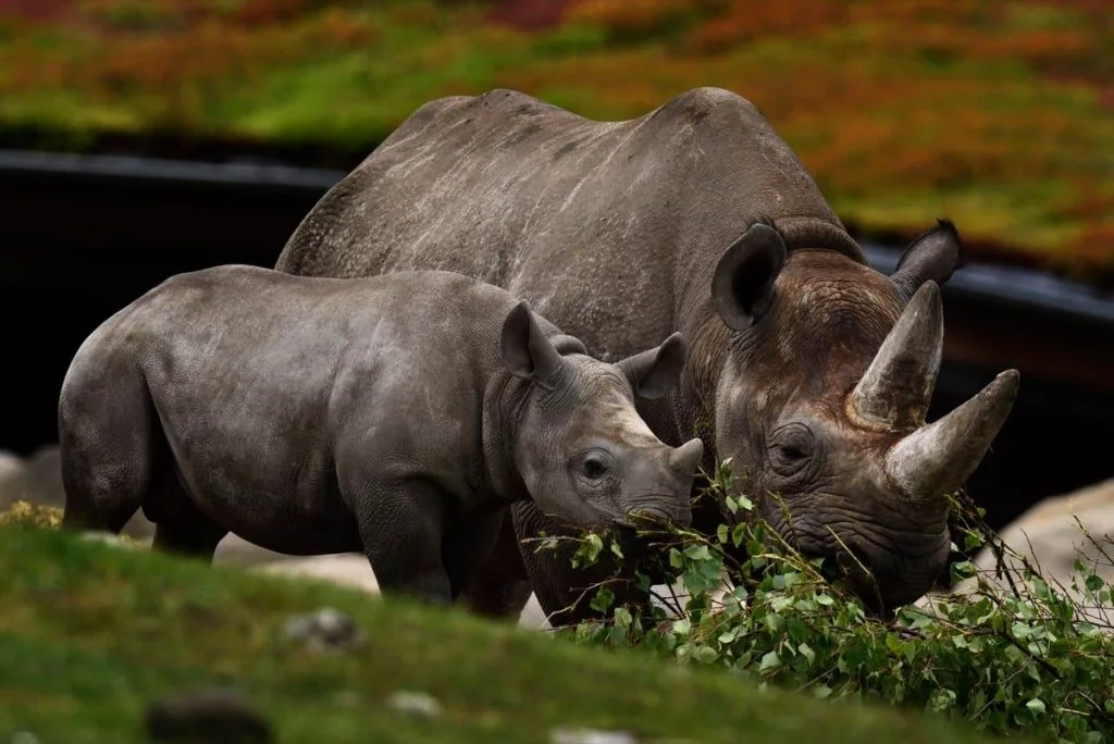 Dansk dyrepark i sorg: “Der er en trist stemning”