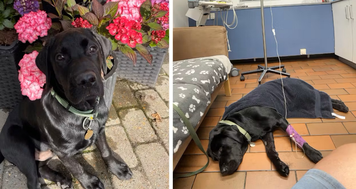 Hunden Basse spiste snus fra jorden: Var tæt på at miste livet