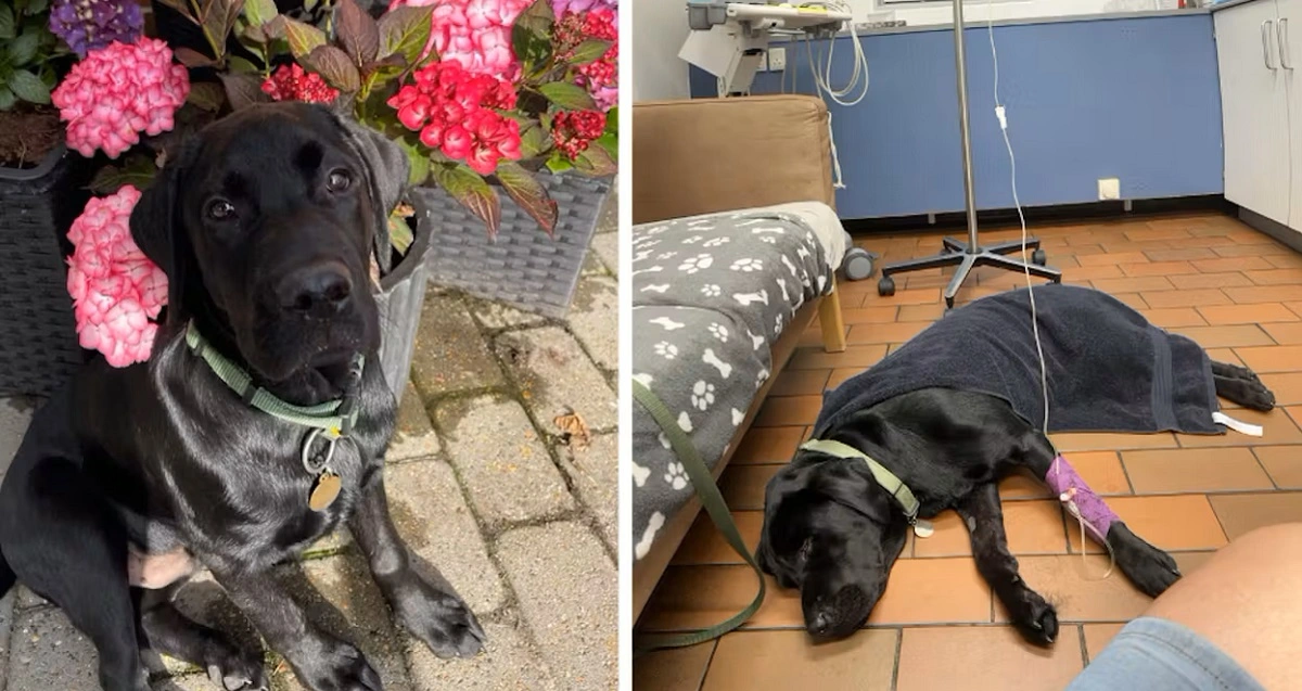 Hunden Basse spiste snus fra jorden: Var tæt på at miste livet