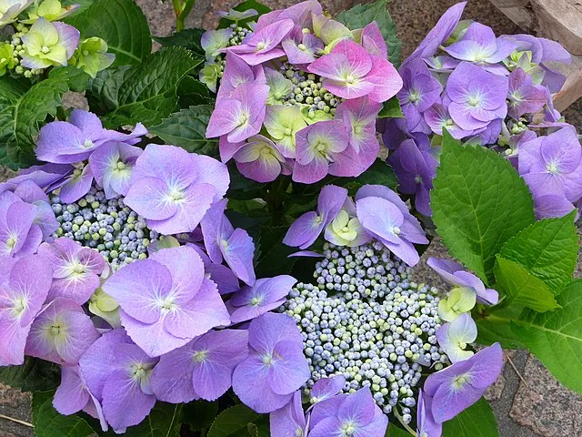 Gartner deler vigtigt råd for dine hortensias blomstring til sommer