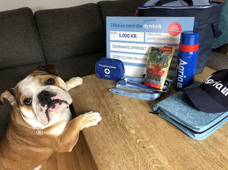 Hunden Churchill reddede nabo efter motorcykeluheld