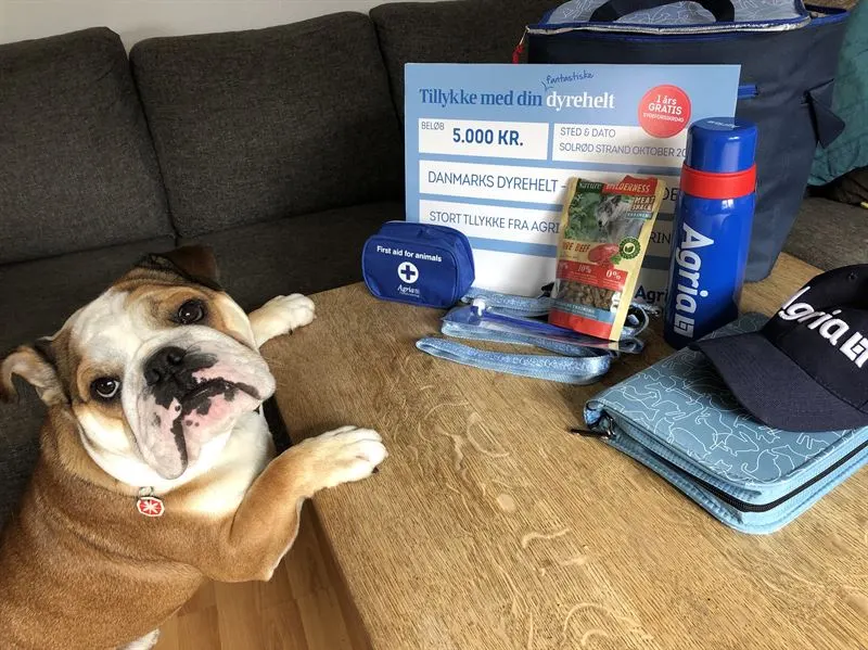 Hunden Churchill reddede nabo efter motorcykeluheld