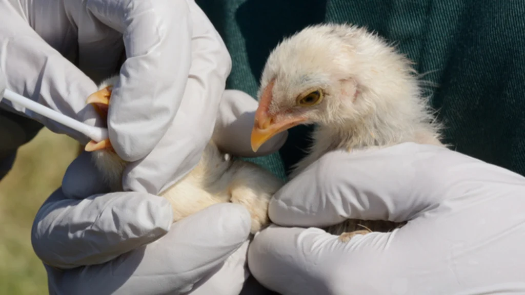 Ikke sket før: Person død af H5N2-fugleinfluenza