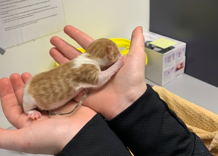 Havde stadig navlestregene: Nyfødte killinger efterladt i afsides lade