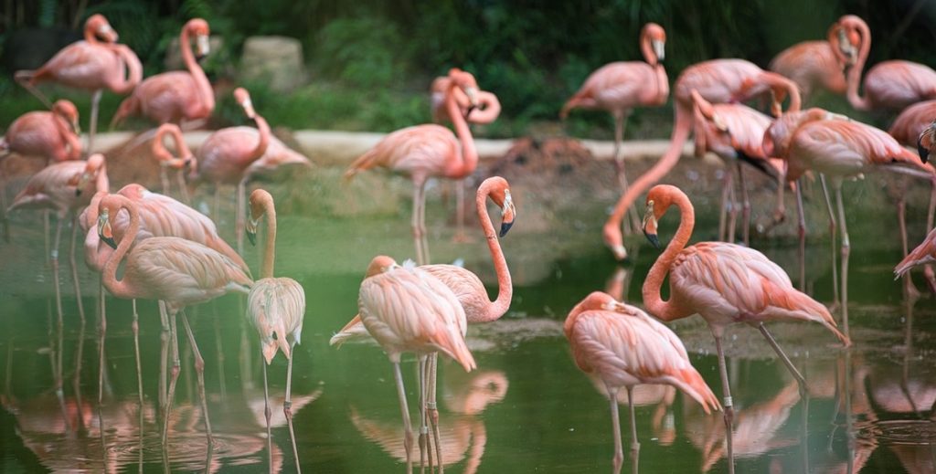 Utroligt: 70-årig flamingo lægger sit første æg nogensinde