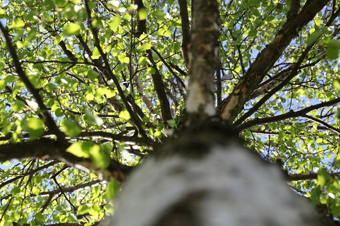 Pollensæsonen er officielt skudt i gang: Det skal du vide