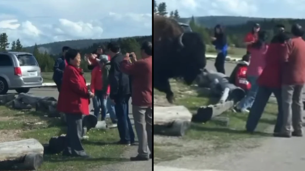 Skødesløse turister går kæmpe bison på nerverne: Så lærer den dem en livsvigtig lektie