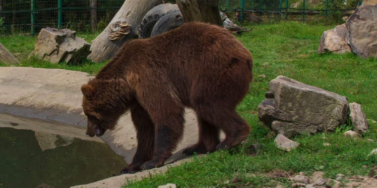 Forfærdede vidner forsøgte at stoppe hende: Mor kastede datter ind i bjørnebur i zoo