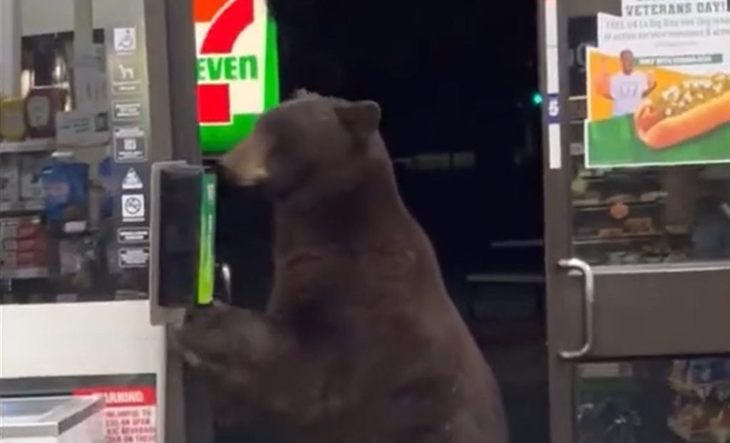 Chok i 7-Eleven: Bjørn kommer forbi og spritter poter
