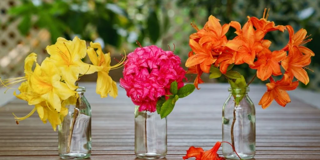 Ingen grund til at vente: 15 blomster der springer ud, så snart du planter dem