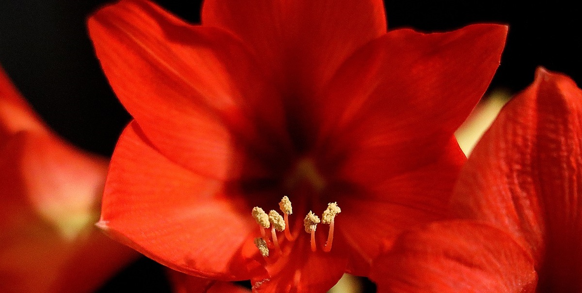 Plant julens smukkeste blomst i din vindueskarm nu – og glæd dig til, at den blomstrer i december