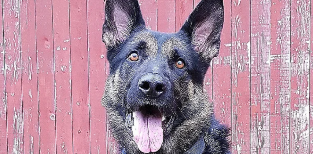 Hunden Bowie svømmede rundt i dansk å: Nu bliver den hyldet for hvad den fandt i vandoverfladen