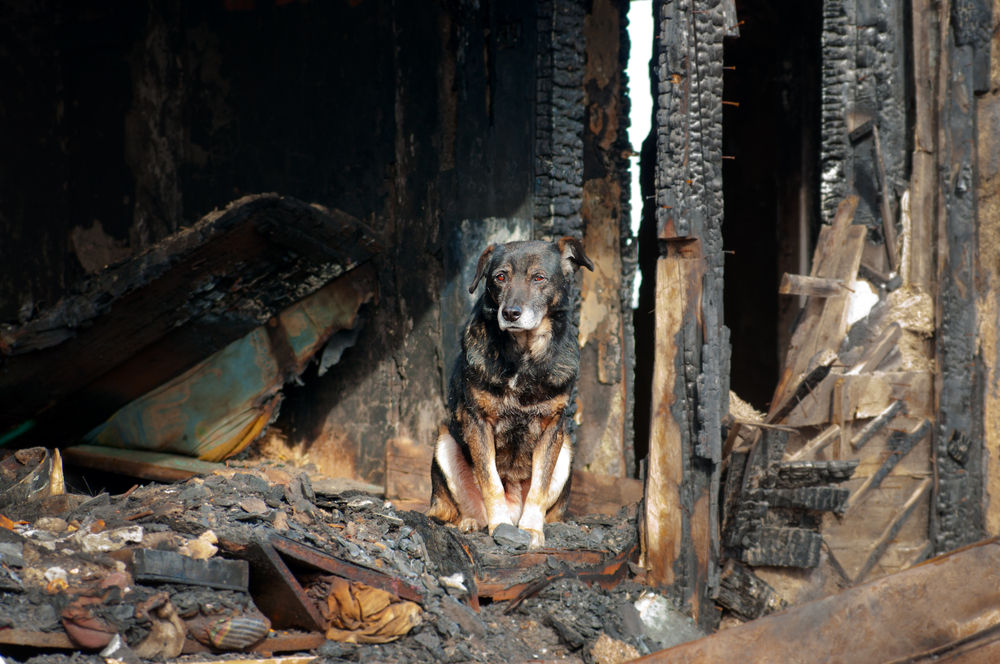 Mand arresteret for at have brændt 73 hunde i kennel