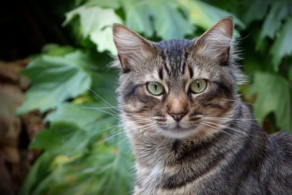 Stor donation skaber juleglæde: Hjælper herreløse katte døgnet rundt