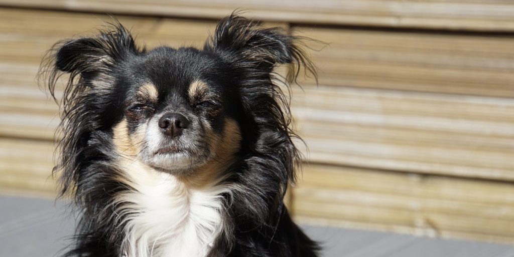Hundeejer tager chihuahua med til dyrlæge: Taber kæben over dyrlægens besked