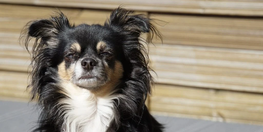 Hundeejer tager chihuahua med til dyrlæge: Taber kæben over dyrlægens besked